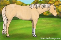 Horse Color:Palomino Roan 