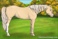 Horse Color:Gold Cream Champagne 