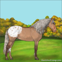 Horse Color:Silver Brown Dun Sabino Appaloosa 