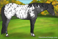 Horse Color:Black Appaloosa 