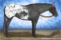 Horse Color:Black Appaloosa 