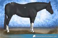 Horse Color:Black Tobiano 