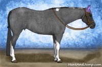 Horse Color:Blue Roan Tobiano 