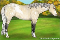 Horse Color:White Spotted Silver Buckskin Chinchilla Ice Dun Sabino