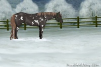 Horse Color:White Spotted Liver Chestnut 