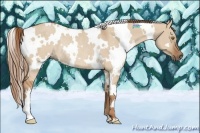 Horse Color:White Spotted Red Dun Rabicano 