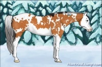 Horse Color:White Spotted Buckskin Splash