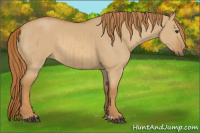 Horse Color:Red Dun and Red Dun
