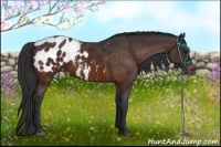 Horse Color:Brown Appaloosa