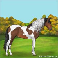 Horse Color:Bay Tobiano 