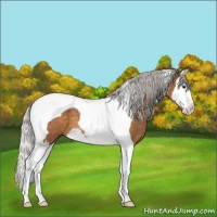 Horse Color:Silver Buckskin Roan Splash Tobiano 