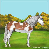 Horse Color:White Spotted Silver Bay Splash Rabicano 