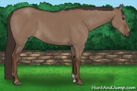 Horse Color:Liver Red Dun 