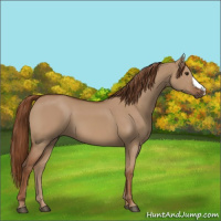 Horse Color:Red Dun 