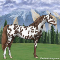 Horse Color:Liver Chestnut Appaloosa 