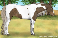 Horse Color:Chocolate Palomino Tobiano Varnish 