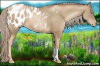 Horse Color:Chocolate Palomino Pearl Blanket Rabicano 