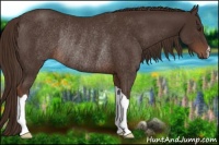 Horse Color:Liver Chestnut Rabicano 