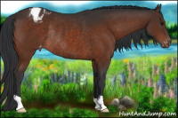 Horse Color:Brown Appaloosa Rabicano