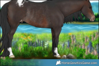 Horse Color:Brown Appaloosa Rabicano 