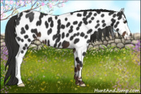 Horse Color:Liver Chestnut Appaloosa