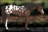 Horse Color:Liver Chestnut Appaloosa