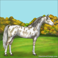 Horse Color:Chocolate Palomino Dun Splash Appaloosa
