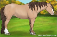 Horse Color:Amber Champagne Sabino Rabicano 