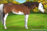 Horse Color:Buckskin Splash 