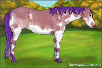 Horse Color:Gray Watercolor Bay Splash