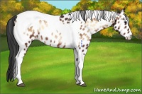 Horse Color:Bay Onyx Tobiano Leopard 