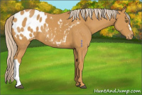 Horse Color:Palomino Appaloosa 