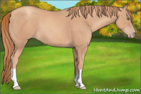 Horse Color:Gold Champagne