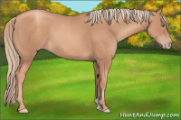Horse Color:Gold Champagne 