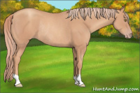 Horse Color:Gold Champagne Rabicano