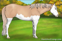 Horse Color:Gold Champagne Splash