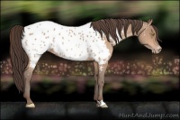 Horse Color:Amber Champagne Near Leopard 