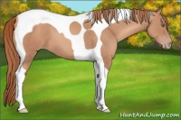 Horse Color:Gold Champagne Tobiano