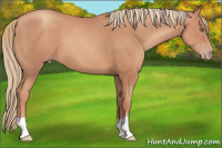 Horse Color:Gold Champagne 