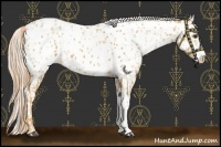 Horse Color:Palomino Near Leopard  and Palomino Leopard 