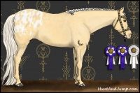 Horse Color:Palomino Appaloosa