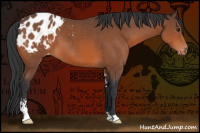 Horse Color:Bay Sabino Appaloosa 