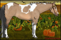 Horse Color:Bay Dun Sabino Tobiano