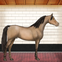 Horse Color:Gray Brown Pearl Dun
