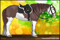 Horse Color:Chocolate Black Splash