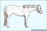 Horse Color:Liver Red Dun Pearl Sabino Frame Appaloosa 