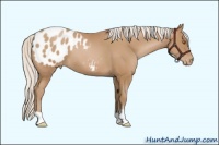 Horse Color:Silver Black Pearl Appaloosa