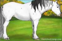 Horse Color:Black Splash Appaloosa 