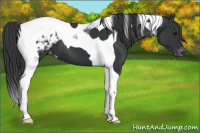 Horse Color:Black Tobiano Appaloosa 