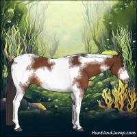 Horse Color:Buckskin Tobiano Frame Rabicano 